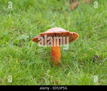 Single Crimson Wachskappenpilz (Hygrocybe punicea) in einem Gebiet mit unverbessertem Grünland, Crichton Campus, Dumfries, Schottland. Stockfoto