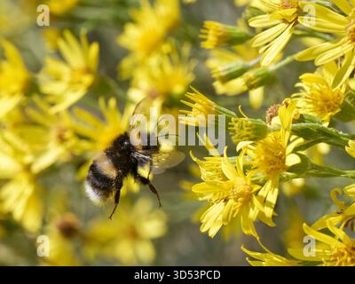Hummel (Bombus terrestris), die auf Kreideflächen, Salisbury Plain, Wiltshire, Großbritannien, zum Blumenkopf des Ragworts (Senecio jacobaea) fliegen. Stockfoto