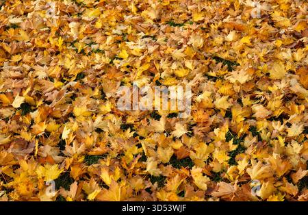 Gelbes Herbstlaub auf Gras, norfolk, england Stockfoto