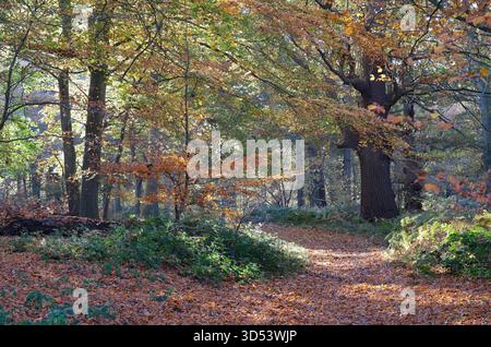 Herbstbäume in blickling Park Woods, norfolk, england Stockfoto