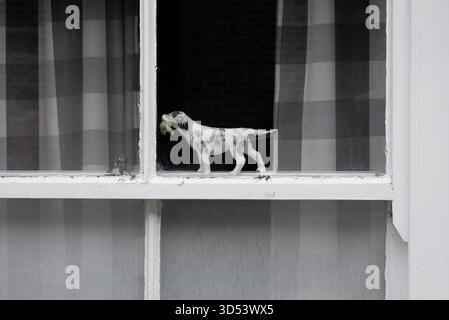 Porzellanhund im Fenster des Hauses, norfolk, england Stockfoto