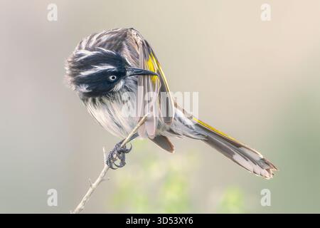 Nahaufnahme einer wilden New Holland Honeyeater (Phylidonyris novaehollandiae), die ihre Flügelfedern auf einem Ast in Australien preht Stockfoto