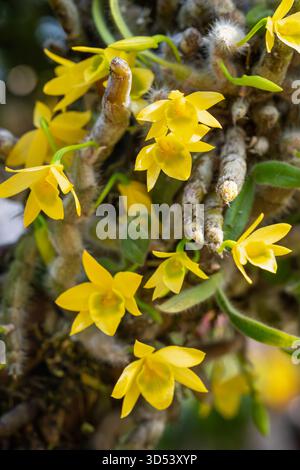 Wunderschöne Orchideen im Park in Da Lat City Stockfoto