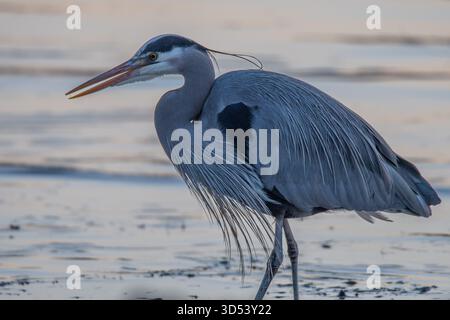 Nahaufnahme eines großen Blaureihers (Ardea herodias), der bei Ebbe an einem Strand spaziert, British Columbia, Kanada Stockfoto