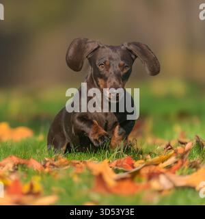 Miniatur-Dackel, der durch Herbstlaub läuft Stockfoto