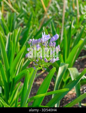 Eine extreme Nahaufnahme eines dicht keimenden, blassvioletten Agapanthus African Lily Blume Stiels, der aus einem Bett aus leuchtend grünen Blättern in einem hellen Krieg auftaucht Stockfoto