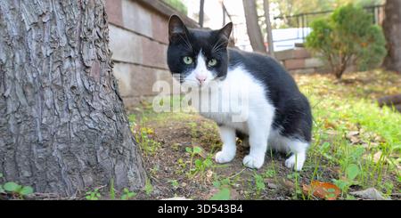 Eine bezaubernde schwarz-weiße Katze mit auffälligen grünen Augen, die sich drinnen entspannen und direkt auf die Kamera mit einem weichen Ausdruck blicken Stockfoto