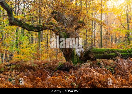Blick auf einen alten, moosbedeckten Baum mit goldenen Blättern, der hoch auf einem Waldboden steht, der mit lebhaften braunen Farnen ausgelegt ist, Savernake Forest, Marlb Stockfoto