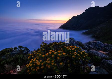 Blick auf goldene Fynbos blüht im Vordergrund, vor dem Hintergrund des dichten Nebels, der die Stadt bedeckt, und eine majestätische Bergkette, Kapstadt, Western Stockfoto