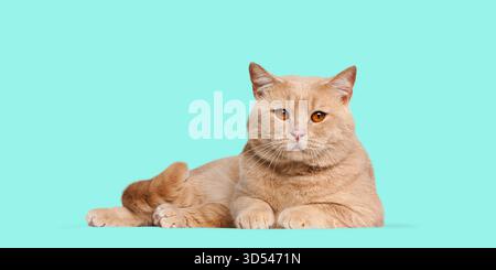 Creme britische Kurzhaarkatze, die sich ausruhen und direkt in die Kamera schauen Stockfoto