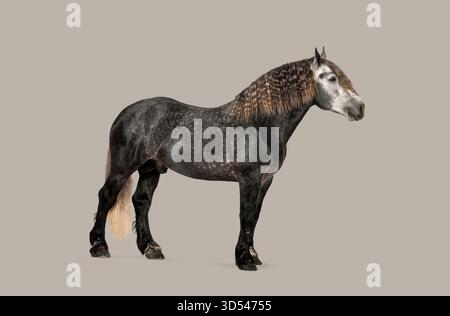 Graues Percheron-Pferd mit gekräuselter Mähne, stehend in einem Studio, Ganzkörper-Seitenansicht Stockfoto
