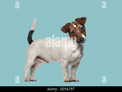Jack Russell Terrier Hündchen steht aufmerksam und neigt den Kopf mit neugierigem Ausdruck Stockfoto