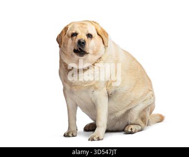 Übergewichtiger fetter labrador-Retriever-Hund sitzend und hechend, isoliert auf weißem Hintergrund Stockfoto