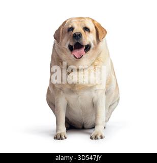 Übergewichtiger fetter labrador-Retriever-Hund sitzend und hechend, isoliert auf weißem Hintergrund Stockfoto
