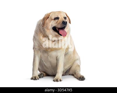 Übergewichtiger fetter labrador-Retriever-Hund sitzend und hechend, isoliert auf weißem Hintergrund Stockfoto