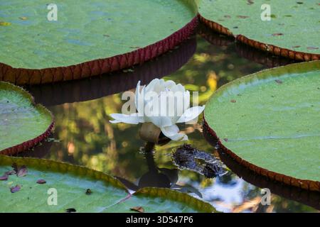 Victoria amazonica im Victoria Regia Reserva Natural Park in der Nähe von Leticia. Nymphaeaceae-Familie der Seerosen. Amazonien. Amazon Rainforest, Kolumbien, So Stockfoto