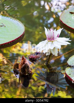 Victoria amazonica im Victoria Regia Reserva Natural Park in der Nähe von Leticia. Nymphaeaceae-Familie der Seerosen. Amazonien. Amazon Rainforest, Kolumbien, So Stockfoto