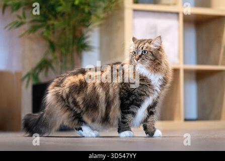 Langhaarige braune Tabby sibirische Katze, die auf dem Boden in einem modernen Apartment steht und wegblickt Stockfoto