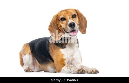 Studio-Aufnahme eines Beagle-Hundes, der sich hinlegt, keucht und einen bunten Kragen vor weißem Hintergrund trägt Stockfoto