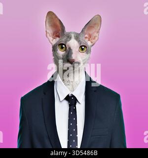 Lustige kornische rex-Katze mit Business-Anzug und Krawatte auf rosa Hintergrund Stockfoto