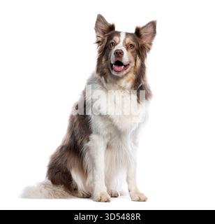 Studio-Aufnahme von Border Collie, der vor weißem Hintergrund sitzt und keucht Stockfoto
