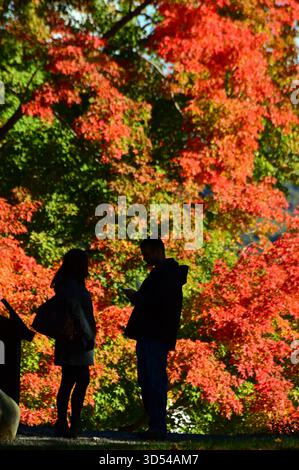 Ein junges Paar wird an einem Herbsttag in den Vereinigten Staaten durch farbenfrohe und helle Herbstlaub in Silhouette dargestellt Stockfoto
