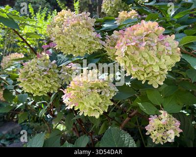 Ein Hortensie-Busch mit grünen rosa Blüten, genannt Corymb. Stockfoto