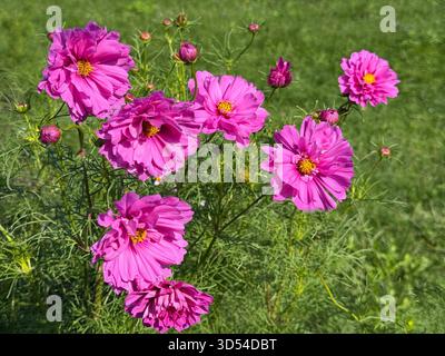 COSMOS bipinnatus Garden COSMOS Mexican Aster Cosma pink Flowers Stockfoto