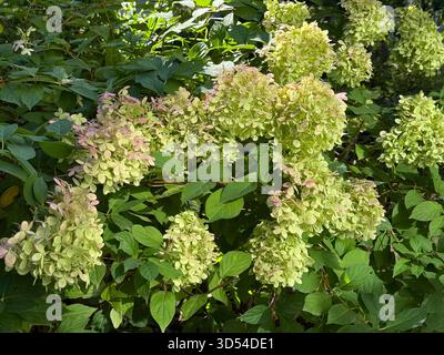 Hortensie paniculata buschgrüne Blüte Stockfoto