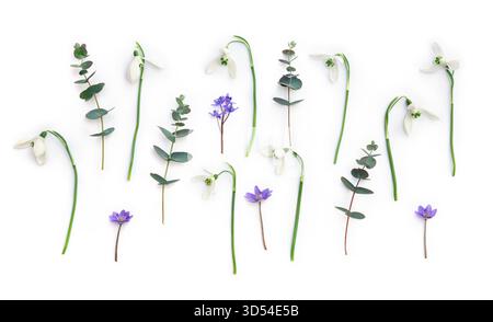 Weiße Blüten Schneeglöckchen, blaue Blüten Scilla bifolia, violette hepatica mit grünen Eukalyptusblättern und Zweigen auf weißem Hintergrund. Draufsicht, flach Stockfoto