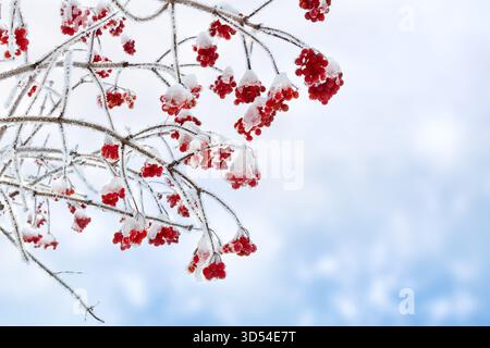 Zweige mit roten Beeren viburnum opulus ( Gelderrose, Wasserälteste, Krampfrinde, Schneeballbaum, Europäischer Cranberrybusch ) in Raureif und Schnee Stockfoto