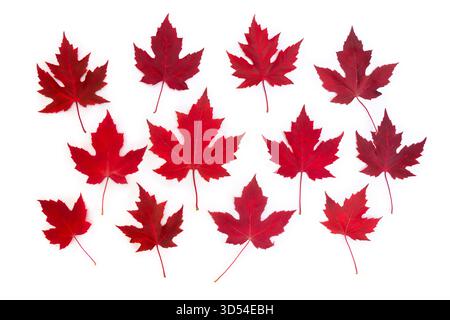 Rote Herbstahornblätter auf weißem Hintergrund. Minimalistische flache Komposition mit lebendigem Herbstlaub, von oben betrachtet Stockfoto