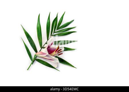 Rosafarbene weiße Blumenklilie, tropisches Palmenblatt auf weißem Hintergrund mit Platz für Text. Draufsicht, flach Stockfoto