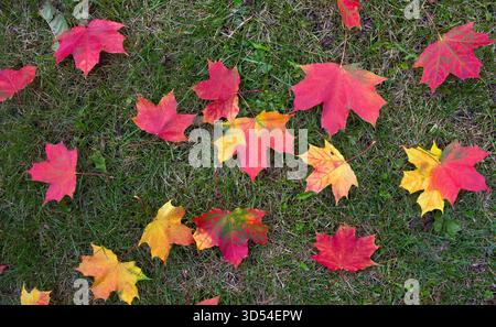 Rote, gelbe herbstliche Ahornblätter fallen auf grünes Gras im Sonnenlicht Stockfoto