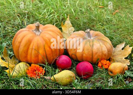 Kürbisse, gelbe Birnen, Äpfel, gelbe Blumen und herbstliche bunte Ahornblätter auf Gras mit Platz für Text Stockfoto