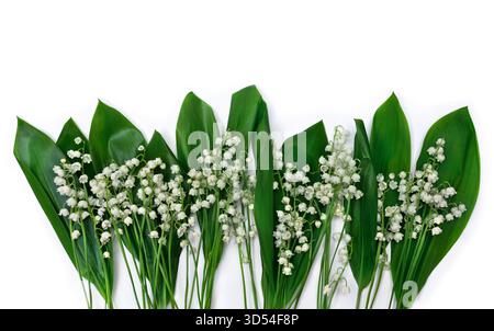 Weiße Blüten Lilie des Tales ( Convallaria majalis, Maiglocken, Maililie) und grüne Blätter auf weißem Hintergrund mit Platz für Text. Draufsicht, fl Stockfoto