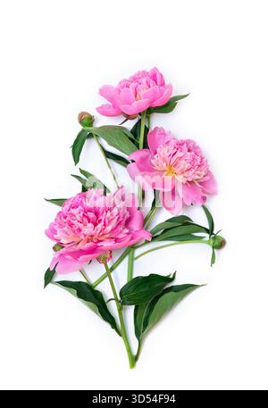 Rosafarbene Pfingstrosen auf weißem Hintergrund mit Platz für Text. Draufsicht, flach Stockfoto