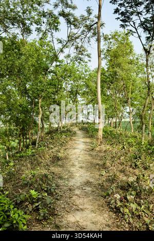 Wanderweg unter Bäumen zwischen Ackerland, Maisfeldern und Reisfeldern in Kantanagar, Dinajpur, Bangladesch, zeigt einen schattigen Weg durch ländliche Flächen. Stockfoto
