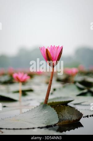 Ein einsamer rosafarbener Lotus erhebt sich über ruhigen Feuchtgewässern, ein zeitloses Symbol für Reinheit und Widerstandsfähigkeit in den ländlichen Landschaften Bangladeschs. Stockfoto
