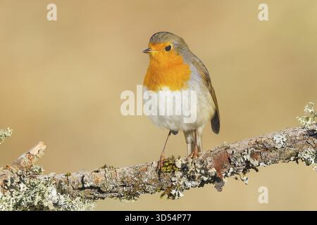 Robin (Erithacus rubecula), Futtersuche, Winterfütterung, Sitzen auf Flechtenzweigen, Singvögel, Tiere, Vögel, Siegerland, Nordrhein-Westfalen Stockfoto