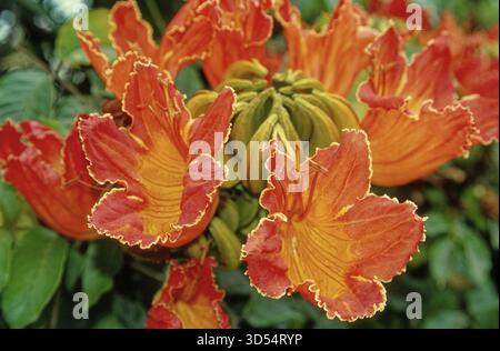 Afrikanischer Tulpenbaum (Spathodea campanulata) Nahaufnahme, rote Blumen, Funchal, Madeira Stockfoto