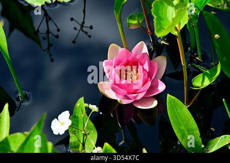 Eine hübsche rosafarbene Seerose, die auf einem Gartenteich im ländlichen British Columbia Kanada schwimmt. Stockfoto