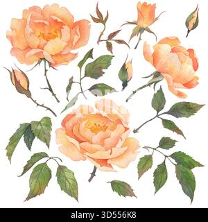Eine Reihe von Aquarellrosen, Blättern und Knospen. Aquarellillustration handgezeichnet und isoliert auf weißem Hintergrund. Ideal zum Dekorieren von Grußkarten Stockfoto