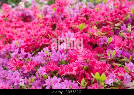 Nahaufnahme der farbenfrohen und lebendigen Azaleen-Blumen blühen im Frühling in Seoul, Südkorea. Stockfoto