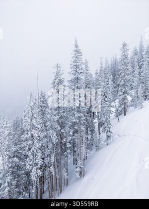 Schneebedeckte Birken in einem Winterwald bei starkem Schneefall in Flagstaff, Arizona. Stockfoto
