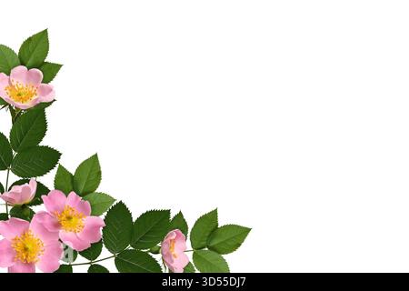 Blumenecke. Rahmen aus rosa Hagebuttenblüten und grünen Blättern isoliert auf weißem Hintergrund. Stockfoto