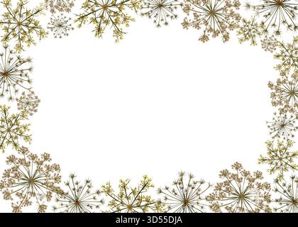 Zarter Blumenspitzenrahmen aus Pflanzen der Familie der Apiaceae. Perfekt für Innendekoration, Design, Karten, Rahmen, Hochzeitskarten und Einladungen. Stockfoto