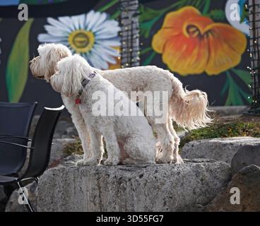 Zwei große weiße, gut ausgebildete Golden Doodle Hunde warten in einem Einkaufsviertel in Bend, Oregon, auf ihren Meister. Stockfoto