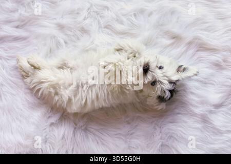 Willow, ein niedlicher Mini-Schnauzer-Welpe mit einer nicht-Standardfarbe mit Mega-Fell und blauen Augen, die auf ihrem Rücken liegen. Weiß- und Leberparti-Färbung. Selektiv Stockfoto