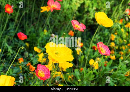 Gelbe rote und rosafarbene Blumen blühen im Garten Stockfoto